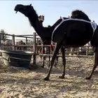 عشراء ضروبه مجهم