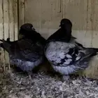 جوز حمام كنق مودينا ومعاه طبه
