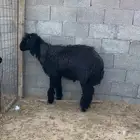 فحل عربي