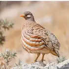 صفرد حجل رملي