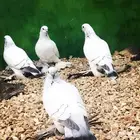 بيع طيور شامية أزواج منتجة ومشروطه