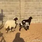 طليان مغلقة