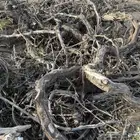 حطب عنب