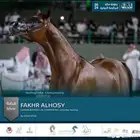 فحل للتشبية