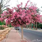 متوفر شتلات البوهينيا