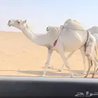 عشرا معزول ولدها