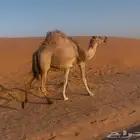 الموقع شمال ساجر