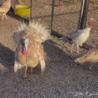 دجاج رومي