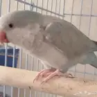 مطلوب انثى او اناثي كويكر