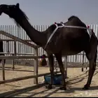 عشرا ضروبه