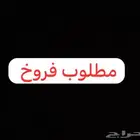مطلوب فروخ - - روز