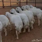 جذع فاخر