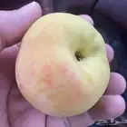 شتلات فركس سكري بأنواعه
