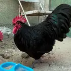 ديك الاسترالوب
