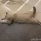 قط للتبني هملايا
