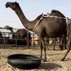 عشراء ضروبه مجهم كفو