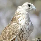 توصيل طيور