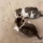 سكوتش منشكن
