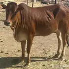بقرتين للبيع