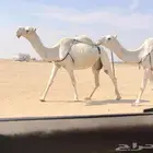 عشاير وضح العدد 3