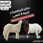 دبايح مناسبات تمايم باسعار مناسبه