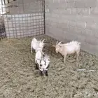 تيوس قزميه