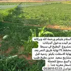 بطيخ بسيطا سكري طيب باسعار مغريه