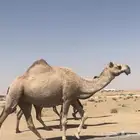 لقحه شقحى
