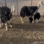 شياه نجد صنف متابيع برخال طيبه