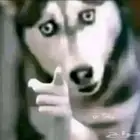 سالفه للبيع