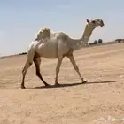 للبيع ضروبه