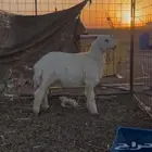 جذع سمين ونضيف