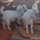 جفرات بيض خصم طيبه