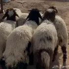 طليان نعيم