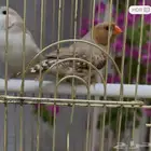 زيبرا انجليزي