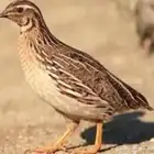 سمان حي و ميت