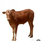 مطلوووب حسلان صغار