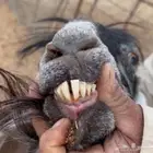 عنز مضرع على السوم