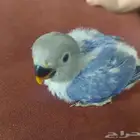 فروخ روز الوان على حسب الطلب نوفر