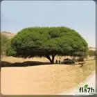 شتلات واشجار بريه سمر وطلح نجدي وقرض افريقي