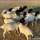 طليان برابر مربى