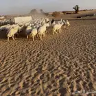 غنم حريه دفيع وخلفات بهمها ذبايح العدد 130