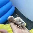 فروخ روز بينو