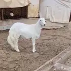 شعف شهران تمنيه