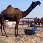 قعود فحل مجهم