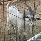 تيوس سانين وقزميه للبيع
