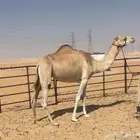 هجن عشراء حره من سوداني