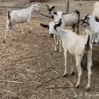 غنم ماعز