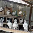 حمام باكستاني