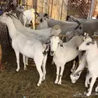 ماعز للبيع الشواق